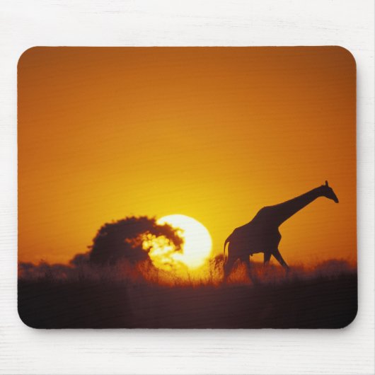 Afrika, Botsuana, Chobe-Nationalpark, Giraffe 2 Mousepad (Vorne)