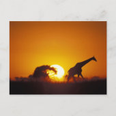 Afrika, Botsuana, Chobe-Nationalpark, Giraffe 2 Postkarte (Vorderseite)