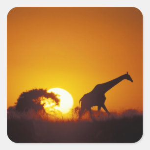 Afrika, Botsuana, Chobe-Nationalpark, Giraffe 2 Quadratischer Aufkleber