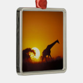 Afrika, Botsuana, Chobe-Nationalpark, Giraffe 2 Silbernes Ornament (Rechts)