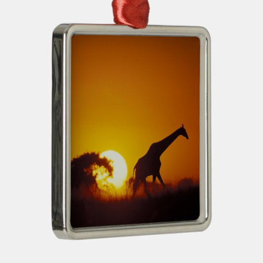 Afrika, Botsuana, Chobe-Nationalpark, Giraffe 2 Silbernes Ornament (Rechts)