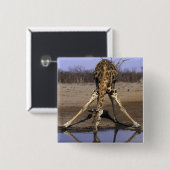 Afrika, Botsuana, Chobe-Nationalpark, Giraffe Button (Vorne & Hinten)