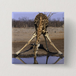 Afrika, Botsuana, Chobe-Nationalpark, Giraffe Button