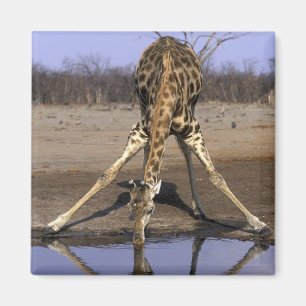 Afrika, Botsuana, Chobe-Nationalpark, Giraffe Magnet