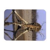 Afrika, Botsuana, Chobe-Nationalpark, Giraffe Magnet (Horizontal)