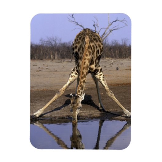Afrika, Botsuana, Chobe-Nationalpark, Giraffe Magnet (Vertikal)