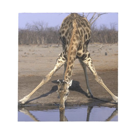 Afrika, Botsuana, Chobe-Nationalpark, Giraffe Notizblock (Vorderseite)