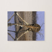 Afrika, Botsuana, Chobe-Nationalpark, Giraffe Puzzle (Horizontal)