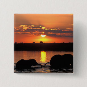 Afrika, Botsuana, Chobe-Nationalpark, Herde Button