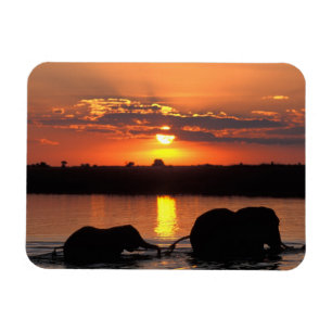 Afrika, Botsuana, Chobe-Nationalpark, Herde Magnet