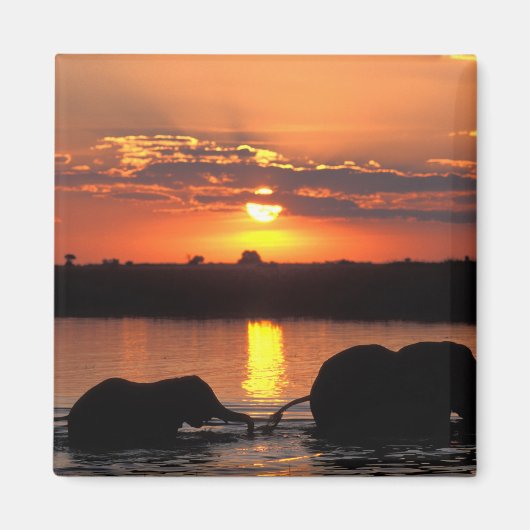 Afrika, Botsuana, Chobe-Nationalpark, Herde Magnet (Vorne)