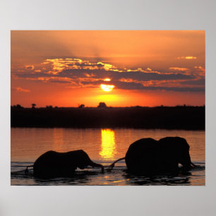 Afrika, Botsuana, Chobe-Nationalpark, Herde Poster
