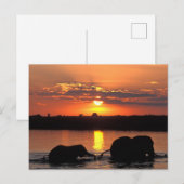 Afrika, Botsuana, Chobe-Nationalpark, Herde Postkarte (Vorne/Hinten)