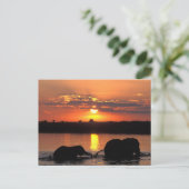 Afrika, Botsuana, Chobe-Nationalpark, Herde Postkarte (Stehend Vorderseite)