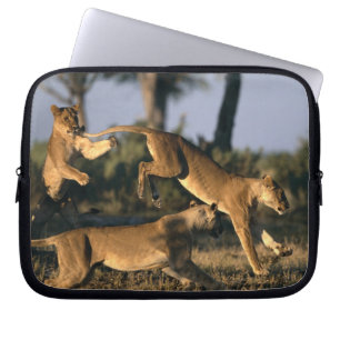 Afrika, Botsuana, Chobe-Nationalpark, Löwinnen Laptopschutzhülle