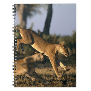 Afrika, Botsuana, Chobe-Nationalpark, Löwinnen Notizblock