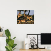 Afrika, Botsuana, Chobe-Nationalpark, Löwinnen Poster (Heimbüro)