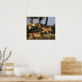 Afrika, Botsuana, Chobe-Nationalpark, Löwinnen Poster (Küche)