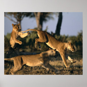 Afrika, Botsuana, Chobe-Nationalpark, Löwinnen Poster