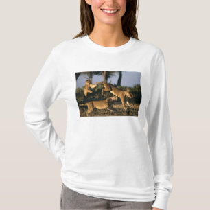 Afrika, Botsuana, Chobe-Nationalpark, Löwinnen T-Shirt