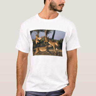 Afrika, Botsuana, Chobe-Nationalpark, Löwinnen T-Shirt