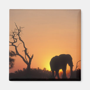 Afrika, Botsuana, Chobe-Nationalpark, Szene Magnet