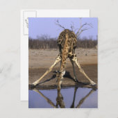Afrika, Botsuana, Giraffe Postkarte (Vorne/Hinten)