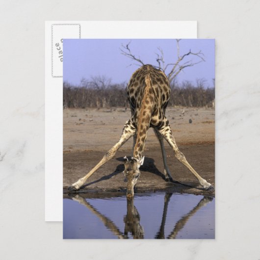 Afrika, Botsuana, Giraffe Postkarte (Vorne/Hinten)