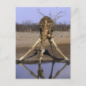 Afrika, Botsuana, Giraffe Postkarte (Vorderseite)