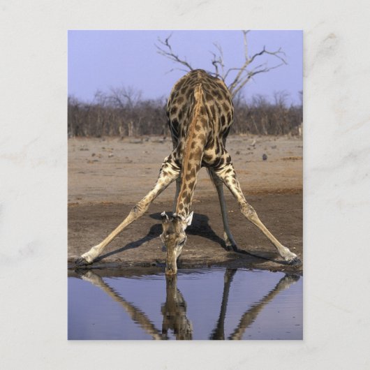 Afrika, Botsuana, Giraffe Postkarte (Vorderseite)
