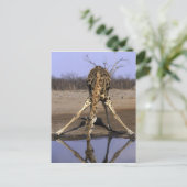 Afrika, Botsuana, Giraffe Postkarte (Stehend Vorderseite)