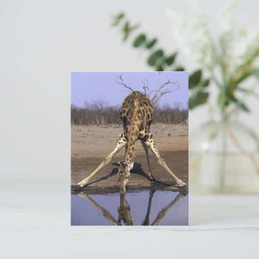 Afrika, Botsuana, Giraffe Postkarte (Stehend Vorderseite)