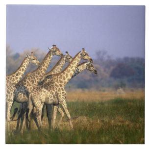 Afrika, Botsuana, Moremi-Wildreservat Fliese
