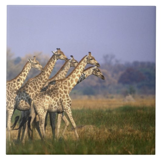 Afrika, Botsuana, Moremi-Wildreservat Fliese (Vorderseite)