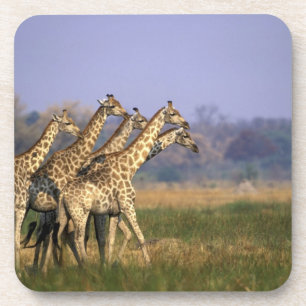 Afrika, Botsuana, Moremi-Wildreservat Getränkeuntersetzer