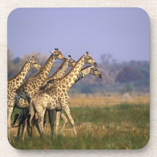 Afrika, Botsuana, Moremi-Wildreservat Getränkeuntersetzer (Vorderseite)