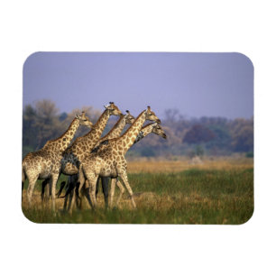 Afrika, Botsuana, Moremi-Wildreservat Magnet