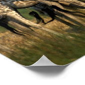 Afrika, Botsuana, Moremi-Wildreservat Poster (Ecke)