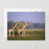 Afrika, Botsuana, Moremi-Wildreservat Postkarte (Vorne/Hinten)