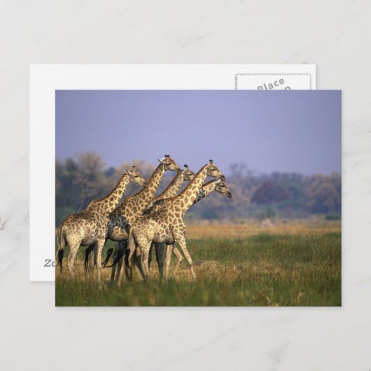 Afrika, Botsuana, Moremi-Wildreservat Postkarte (Vorne/Hinten)