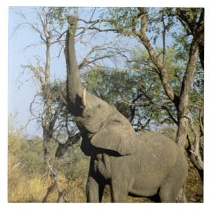 Afrika, Botsuana, Okavango-Delta. Afrikanisch 2 Fliese