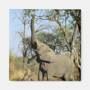 Afrika, Botsuana, Okavango-Delta. Afrikanisch 2 Magnet