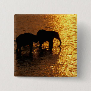 Afrika, Botsuana, Okavango-Delta. Afrikanisch Button