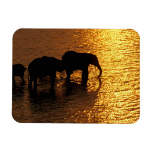 Afrika, Botsuana, Okavango-Delta. Afrikanisch Magnet