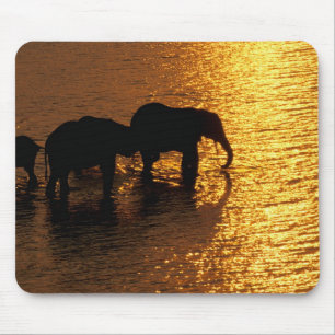 Afrika, Botsuana, Okavango-Delta. Afrikanisch Mousepad