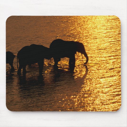 Afrika, Botsuana, Okavango-Delta. Afrikanisch Mousepad (Vorne)