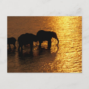 Afrika, Botsuana, Okavango-Delta. Afrikanisch Postkarte