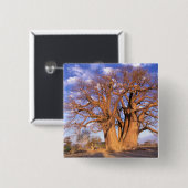 Afrika, Botsuana, Okavango-Delta. Baobab Button (Vorne & Hinten)