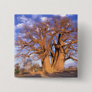 Afrika, Botsuana, Okavango-Delta. Baobab Button