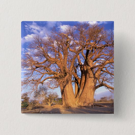 Afrika, Botsuana, Okavango-Delta. Baobab Button (Vorderseite)